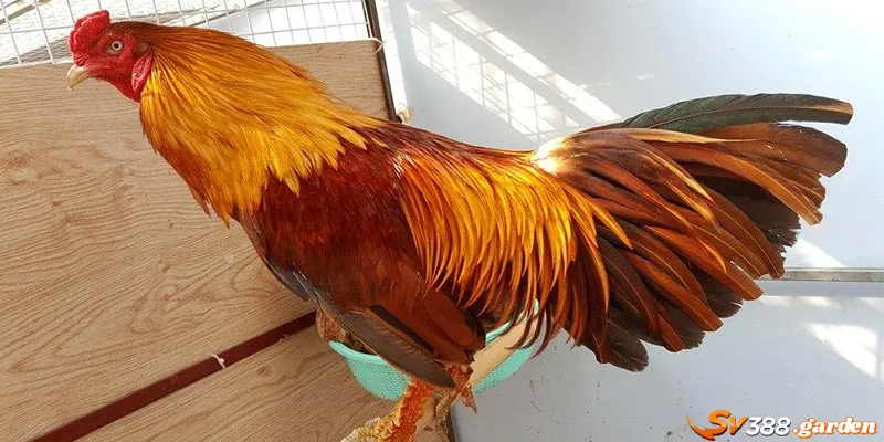 Kinh nghiệm chữa bệnh đậu gà cùng cách phòng chống hiệu quả