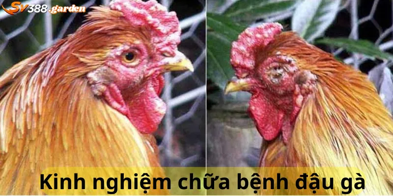 Kinh nghiệm chữa bệnh đậu gà 